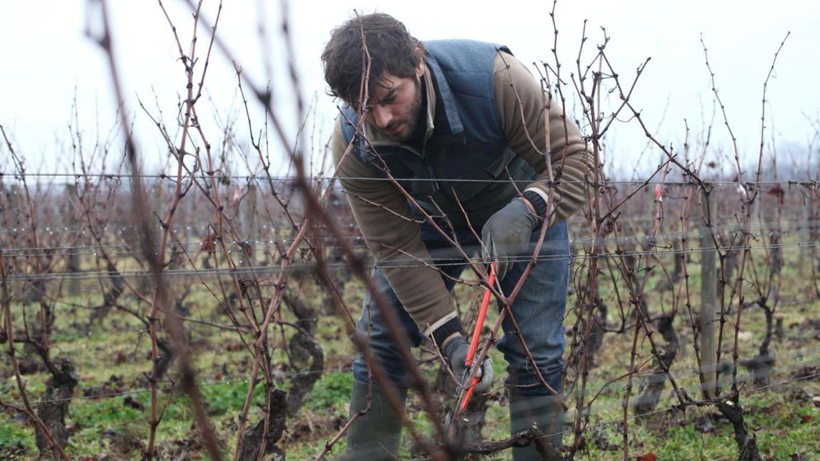 BACK TO BURGUNDY - AİLE BAĞI 10 yıl dünyayı dolaştıktan sonra Jean doğup büyüdüğü kasabaya geri döner. Babası hastalanmıştır. Kız kardeşi Juliette ve erkek kardeşi Jeremie ile de