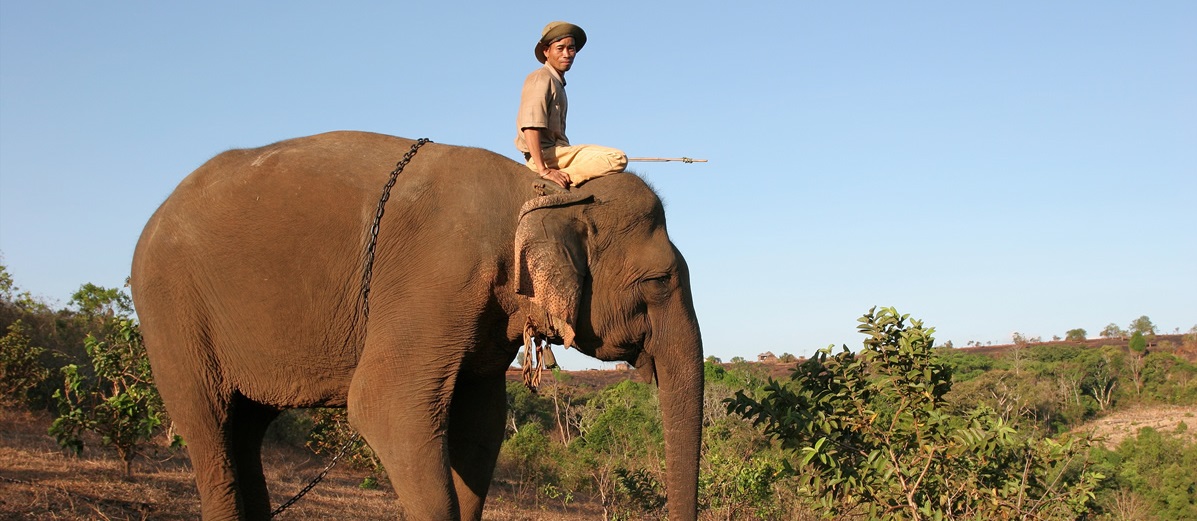 LAST OF THE ELEPHANT MEN - SON FİL ADAM Kamboçya – Vietnam sınırında bulunan Bunong’da yaşayan insanlar, yüzyıllardır fillerle yaşamakta ve onlarla aynı kaderi paylaştıklarını düşünmektedirl