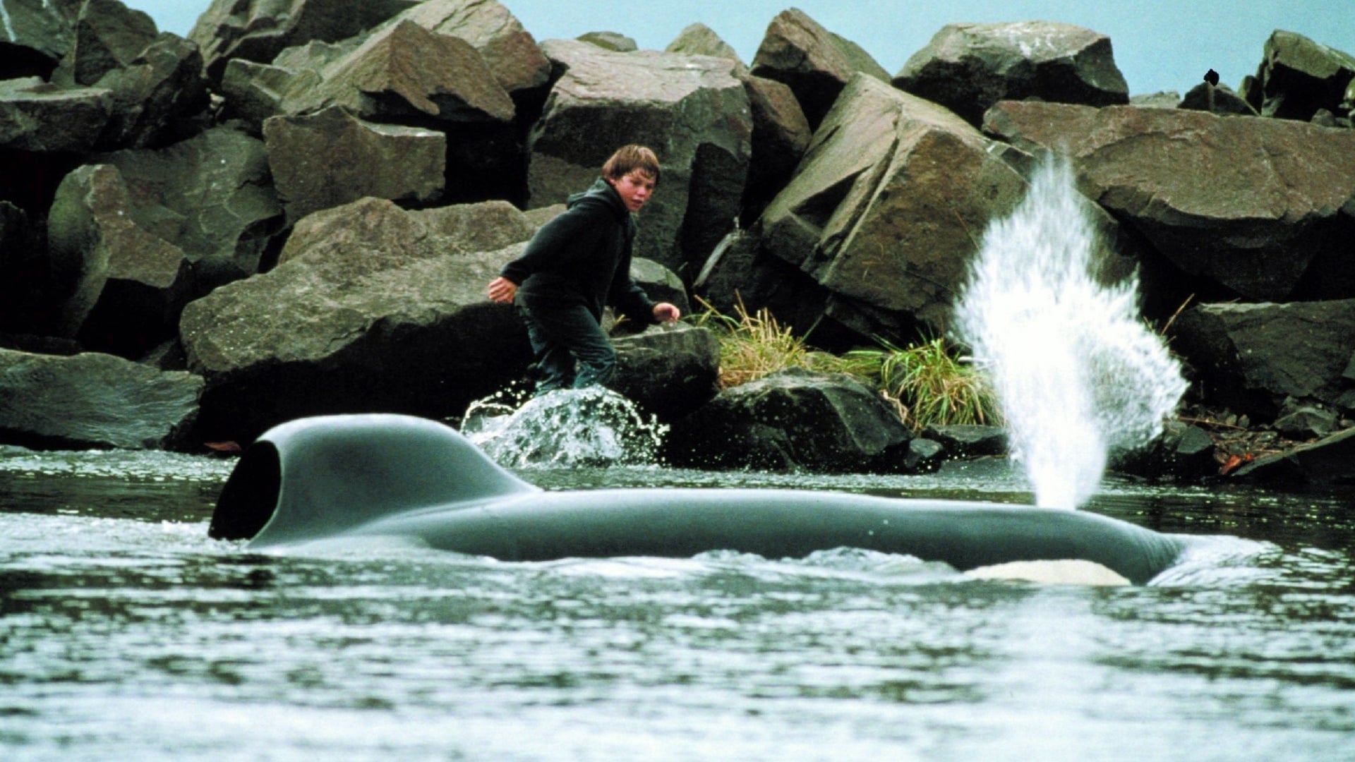 Free willy zg r willy