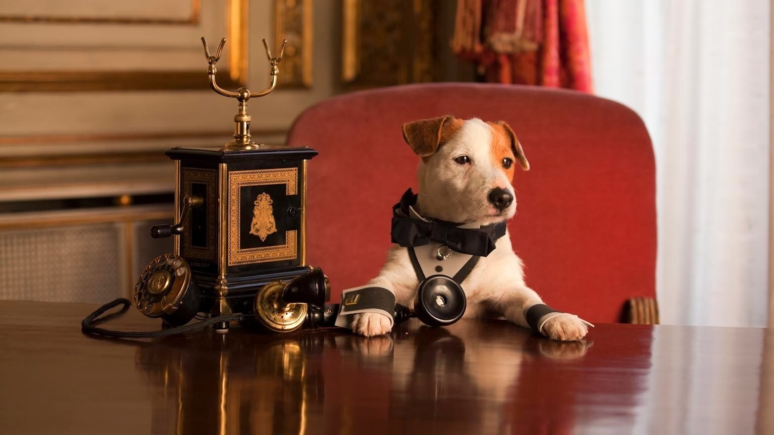 MILLIONAIRE DOG MİLYONER KÖPEK